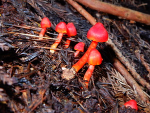 DSCN1676