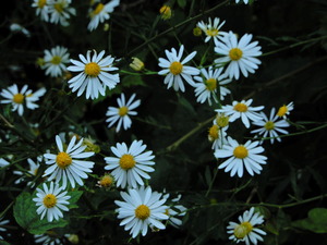 DSCN9520