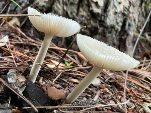 IMG_5674