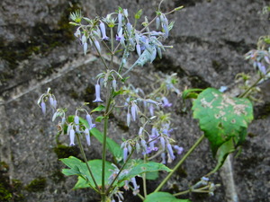 DSCN0527