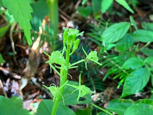 IMG_0151