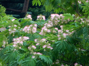 DSCN1071
