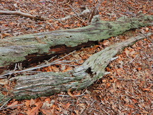 DSCN0086