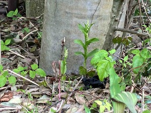 IMG_9146