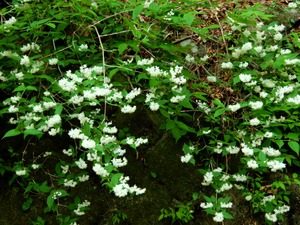 DSCN9695