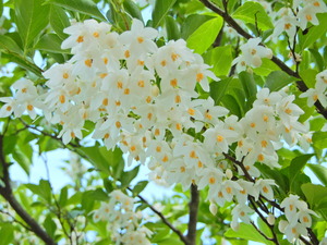 DSCN0356