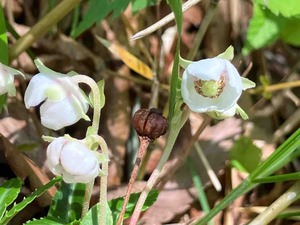 IMG_9974