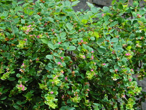 DSCN7992