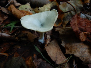 DSCN1455