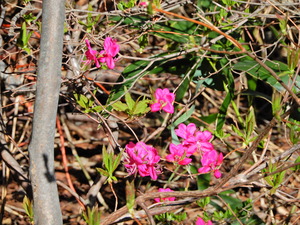 DSCN0348