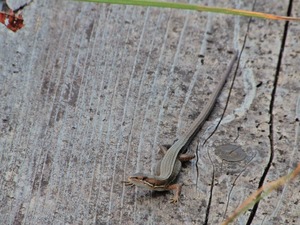DSCN0037