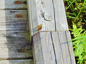 DSCN0051