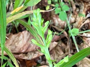 IMG_0587