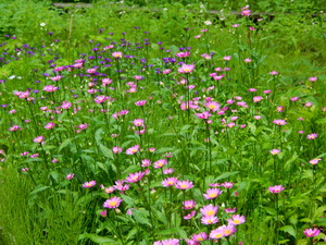 DSCN0993