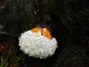 DSCN1474