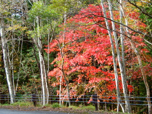 DSCN9752