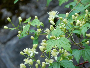 DSCN9952