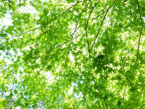 DSCN8175