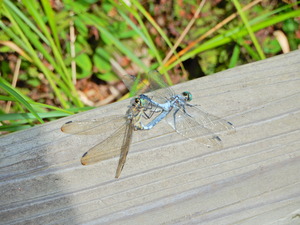 DSCN0049