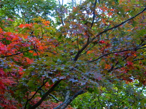 DSCN0115