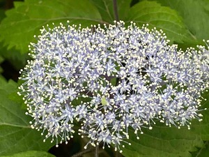 IMG_9851