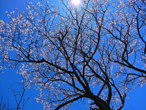 DSCN0130
