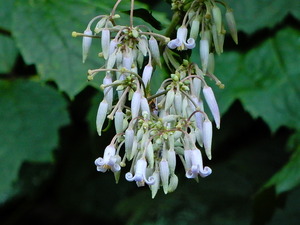 DSCN0339