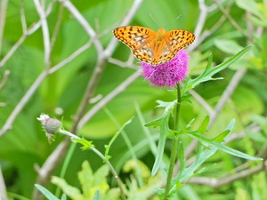 DSCN0234