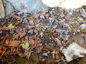 DSCN9538