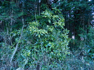 DSCN9161