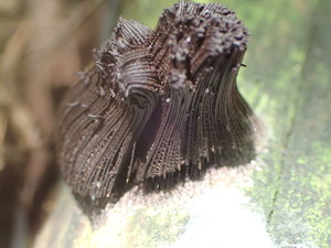 P8224072