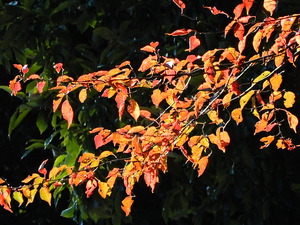 DSCN9452