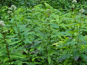 DSCN0285