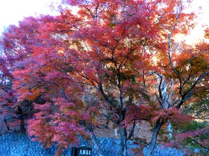 DSCN9869