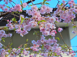 DSCN9279