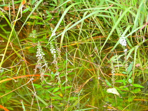 DSCN0060