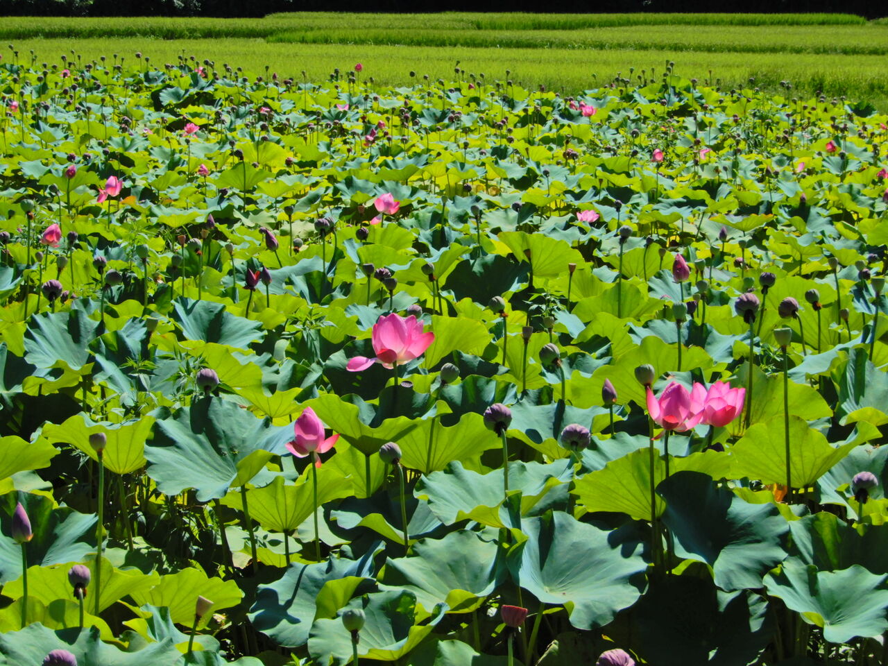 那須町黒田原の蓮の花 塩原温泉 彩つむぎ 女将の独り言 那須町黒田原の蓮の花 塩原温泉 彩つむぎ 女将の独り言