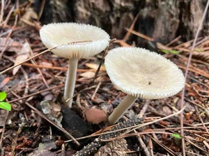 IMG_5673