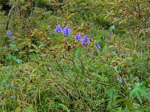 DSCN9487