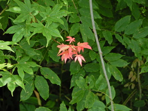 DSCN0013