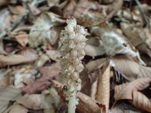 P1010454