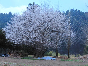 DSCN9509