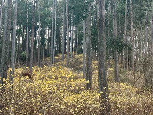 IMG_1761