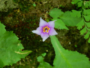 DSCN9376