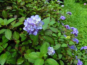 DSCN7614
