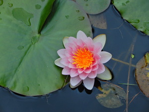 DSCN0111