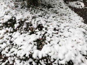 IMG_5426