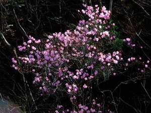 DSCN0310