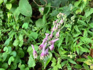 IMG_2514
