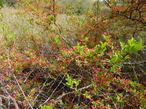 DSCN0665